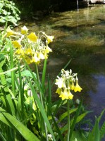 Not daffs, but yellow.