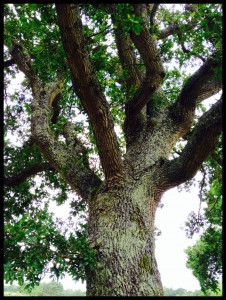 The Great Oak