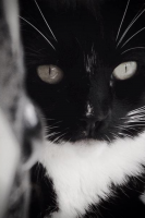 Daisy